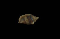 藏品(小花瓶鳳凰螺)的圖片